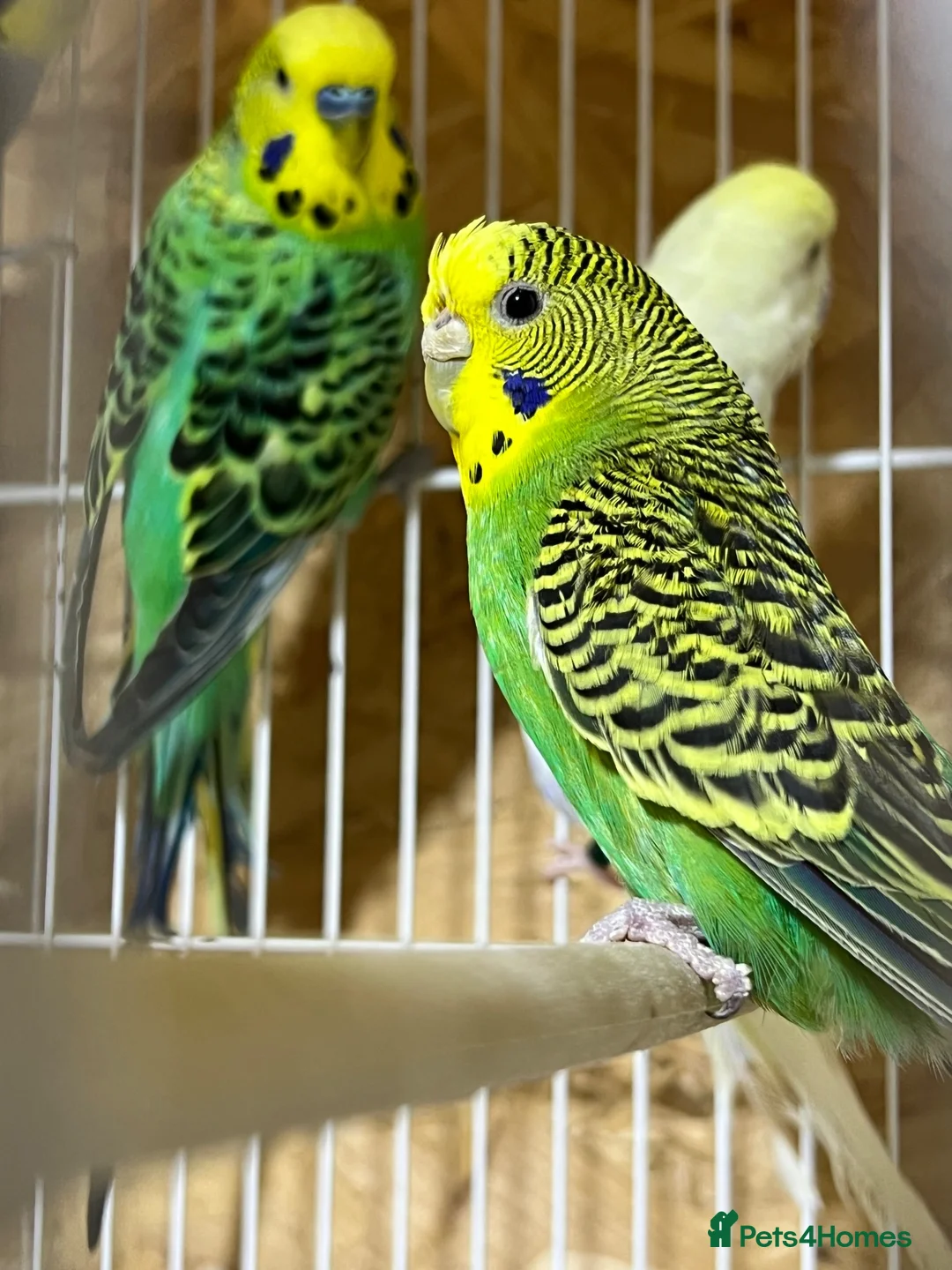 Budgerigars birds for sale: 18 budgies for sale - Advert 2