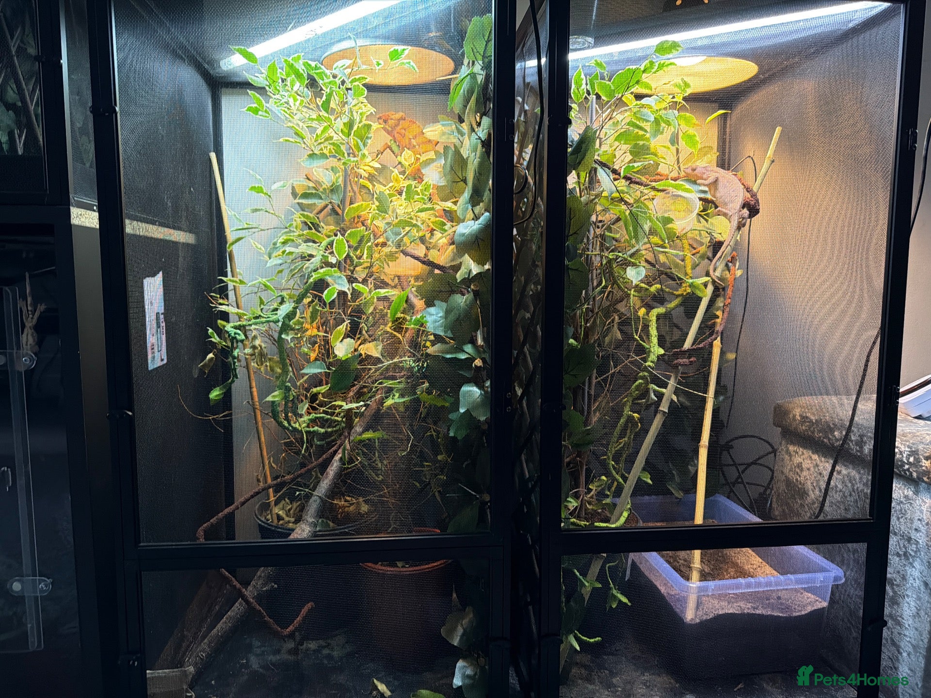 Chameleon reptiles Breeding pair panther chameleons - Advert 2