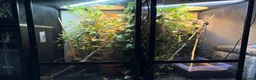 Chameleon reptiles for sale: Breeding pair panther chameleons - Advert 2