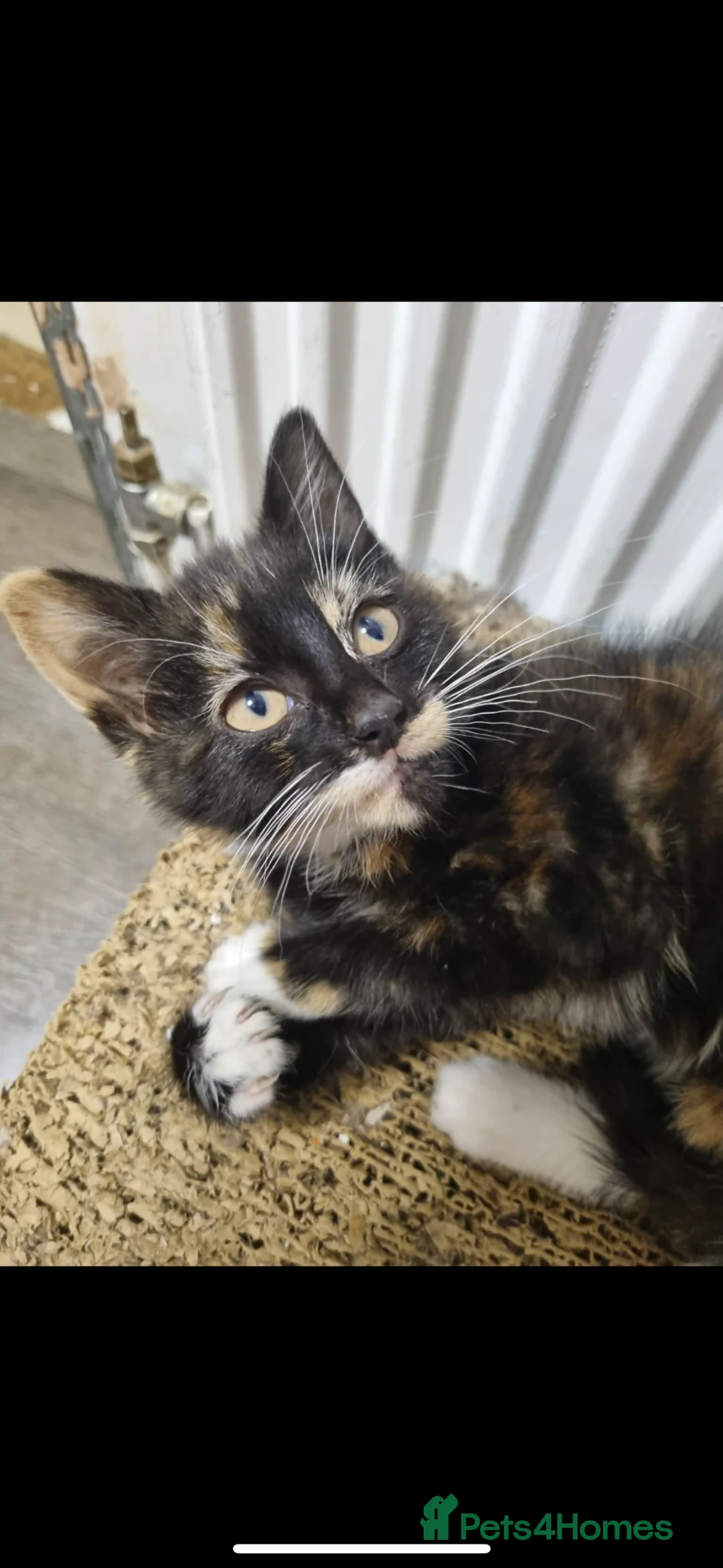 Domestic Shorthair cats for sale: Kitten for sale - Advert 1