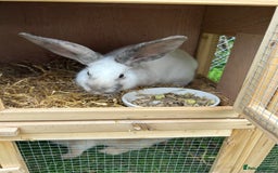 Mini Lop rabbits for sale: 2 male mini lop rabbits 13weeks old - Image 2