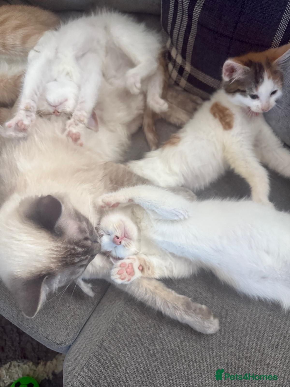 Mixed Breed cats 3 ginger kittens left mixed breed with ragdoll  - Advert 11