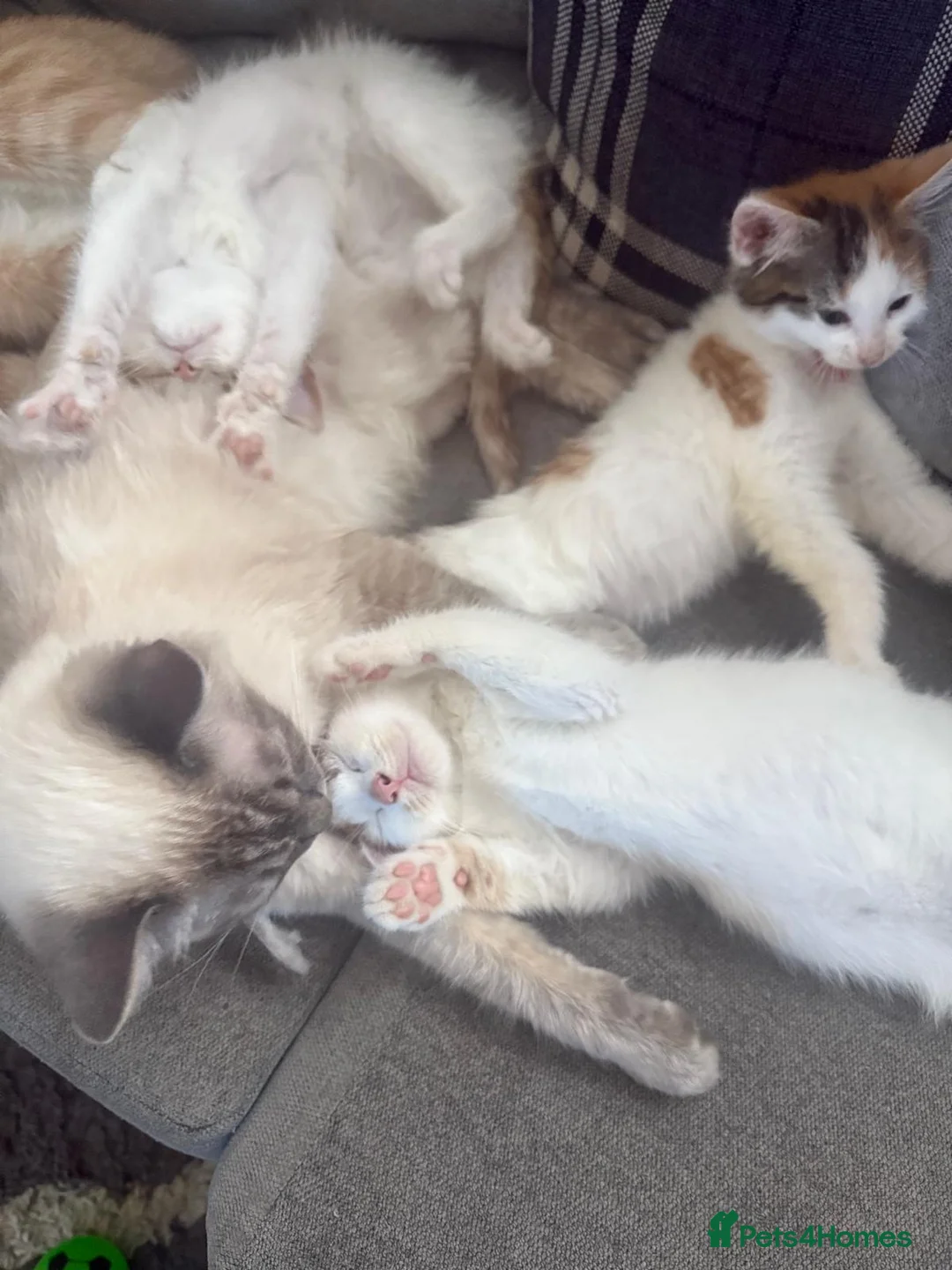 Mixed Breed cats for sale: 3 ginger kittens left mixed breed with ragdoll  in Rochdale - Advert 1