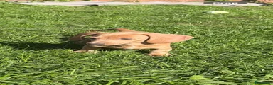 Miniature Dachshund 2