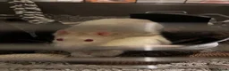 Rat rodents for sale: Loving Home Needed for Male Albino Rat in Glasgow - Advert 3