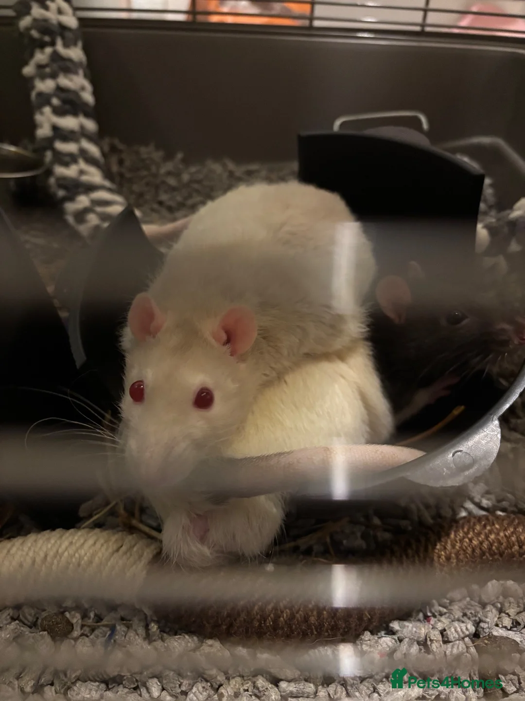 Rat rodents for sale: Loving Home Needed for Male Albino Rat in Glasgow - Advert 3