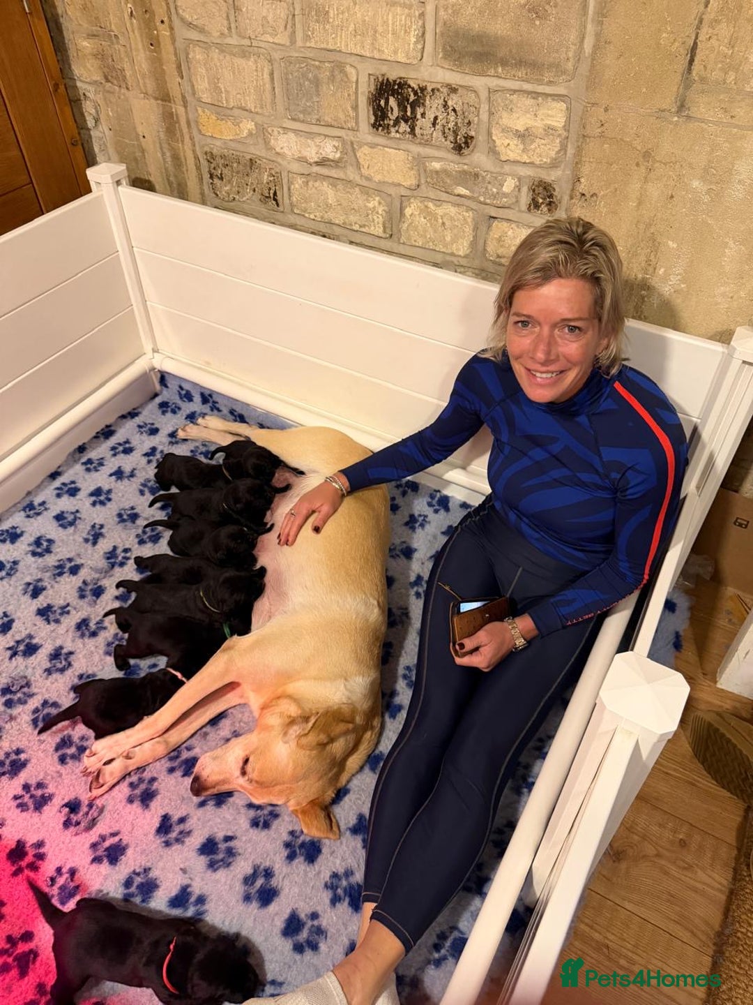 Labrador Retriever dogs for sale: Stunning litter of 9 black Labrador puppies - Advert 3