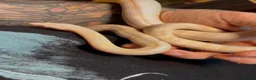 Corn Snake reptiles for sale: Corn snake + full Vivarium setup  in Alva - Advert 4