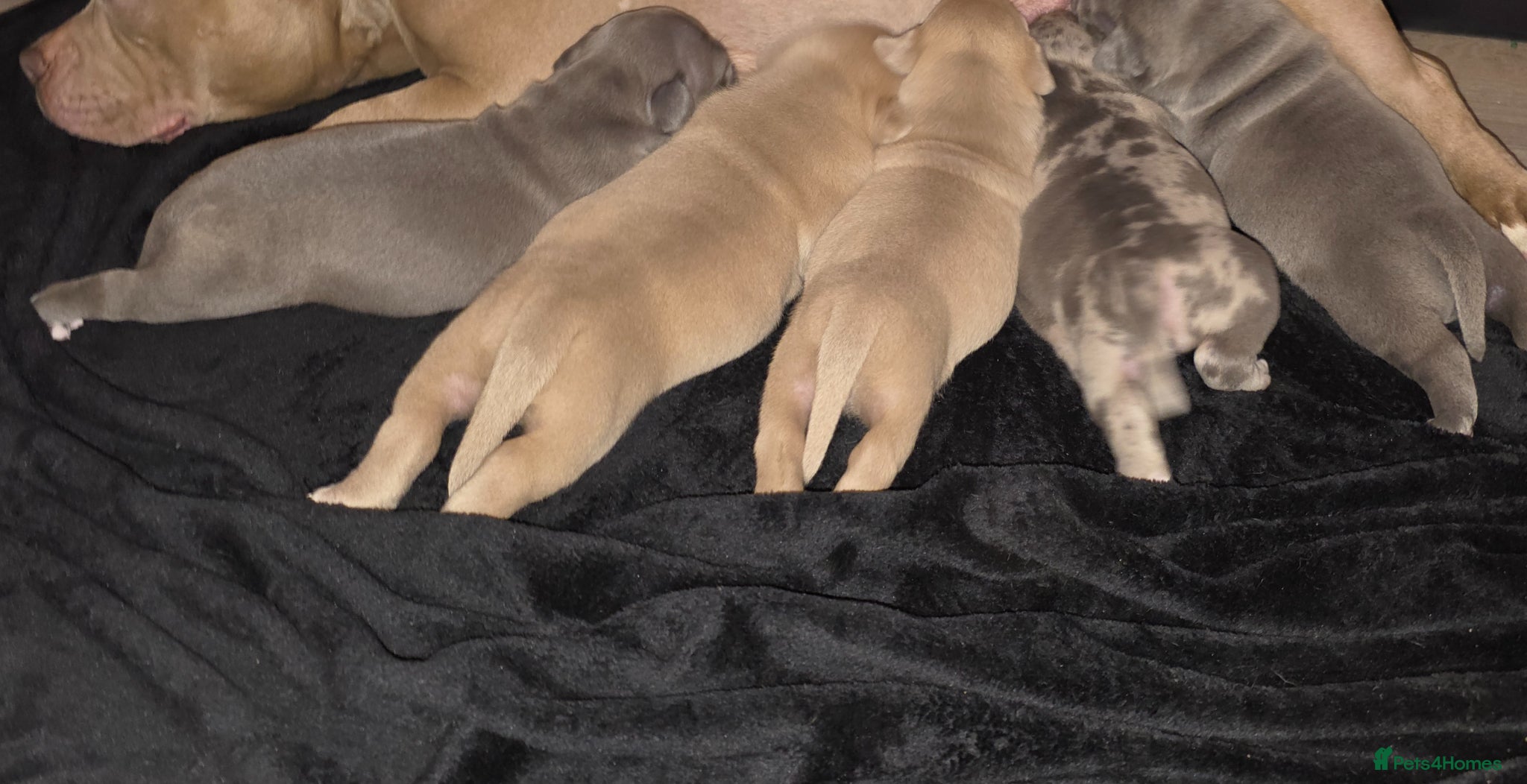 American Bully dogs Exclusive American Bully Pocket Premium Line - Advert 2