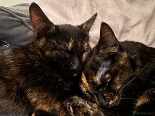 British Shorthair cats Bonded tortie kittens looking for forever home - Advert 1