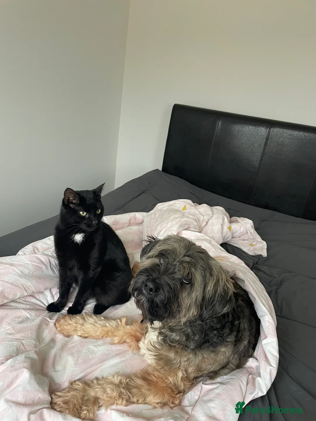 American Shorthair cats for sale: Two cats available  - Advert 7