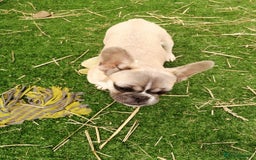 French Bulldog dogs for adoption: 💓🐶 MARGO, MISTY & MONTI💙 - Image 9