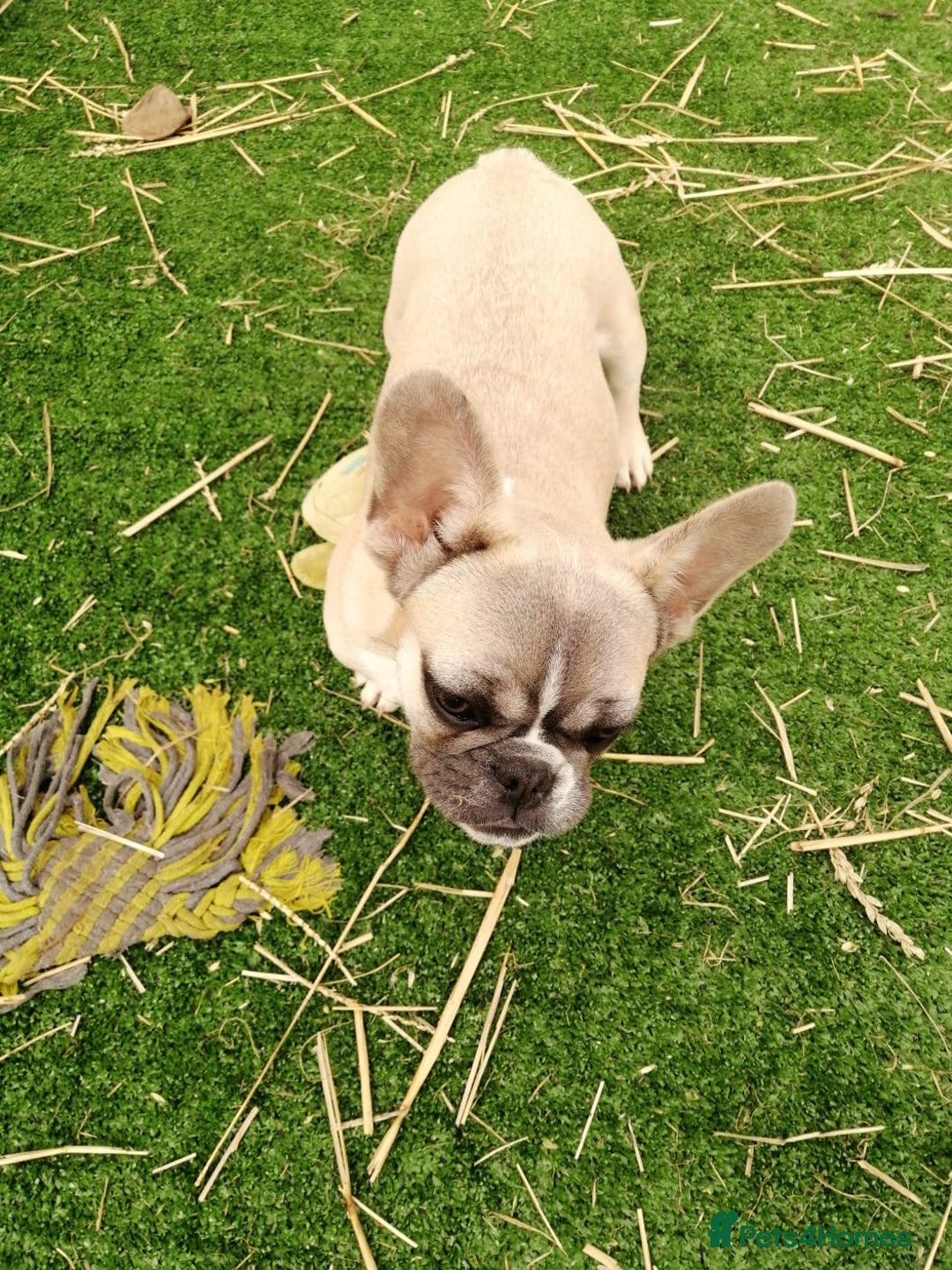 French Bulldog dogs for adoption: 💓🐶 MARGO, MISTY & MONTI💙 - Image 9