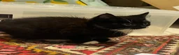 Mixed Breed cats for sale: 😍 3 Adorable Black & Tuxedo Kittens 🐈‍⬛💕 - Advert 4