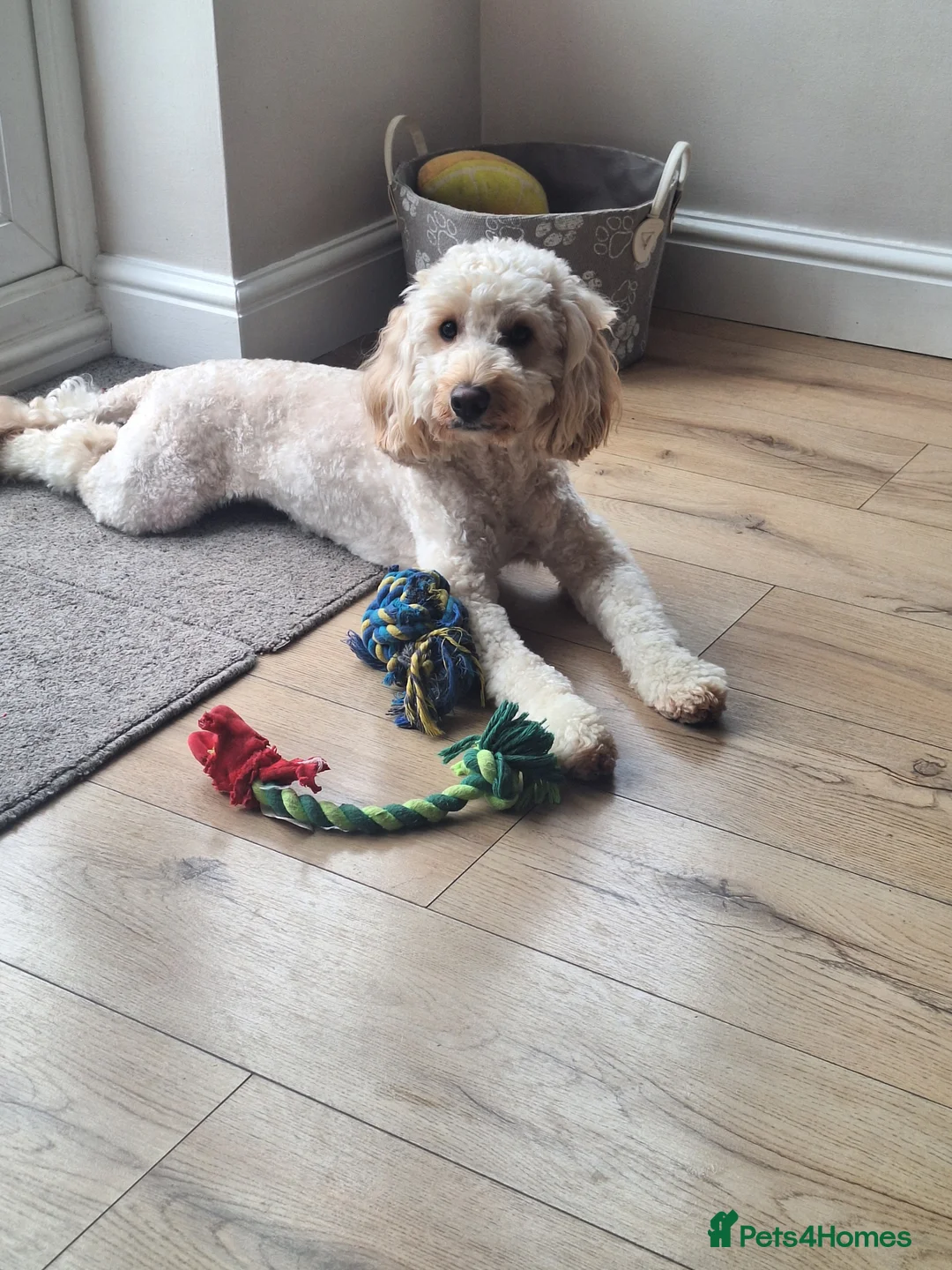 Cockapoo dogs for stud: Male cockapoo for stud in York - Advert 2