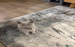 British Shorthair cats for sale: Blue British shorthair girl 4 months  - Image 4