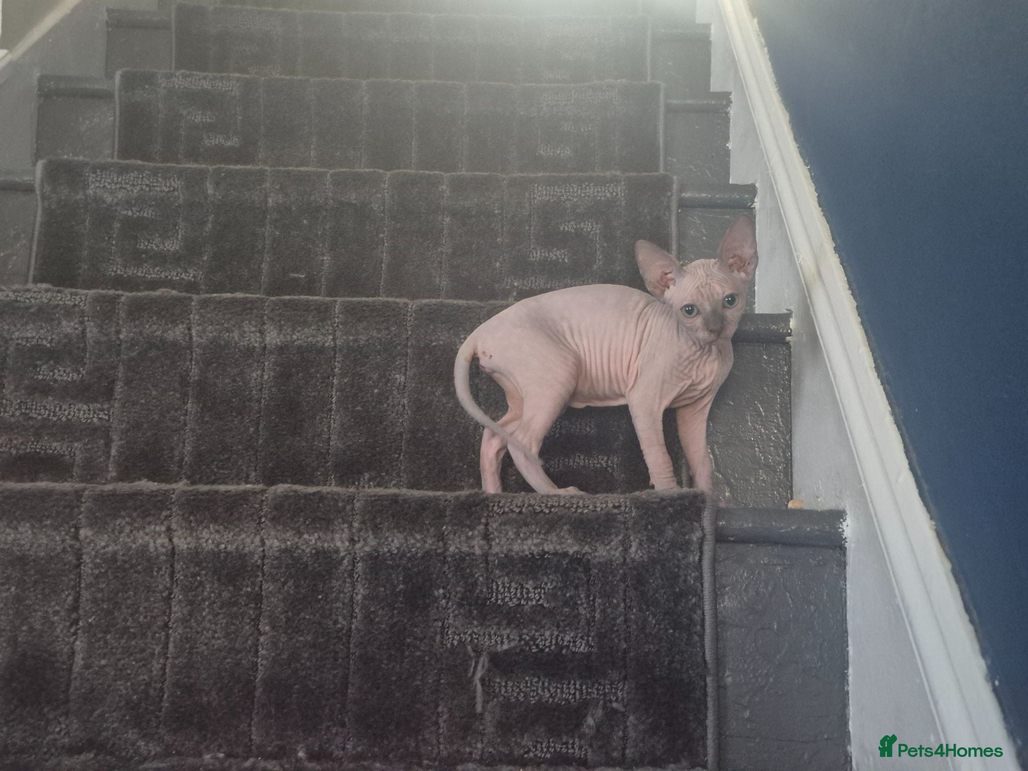Sphynx cats I have two stunning kittens  - Advert 2
