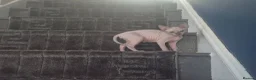 Sphynx cats for sale: I have two stunning kittens  - Advert 2