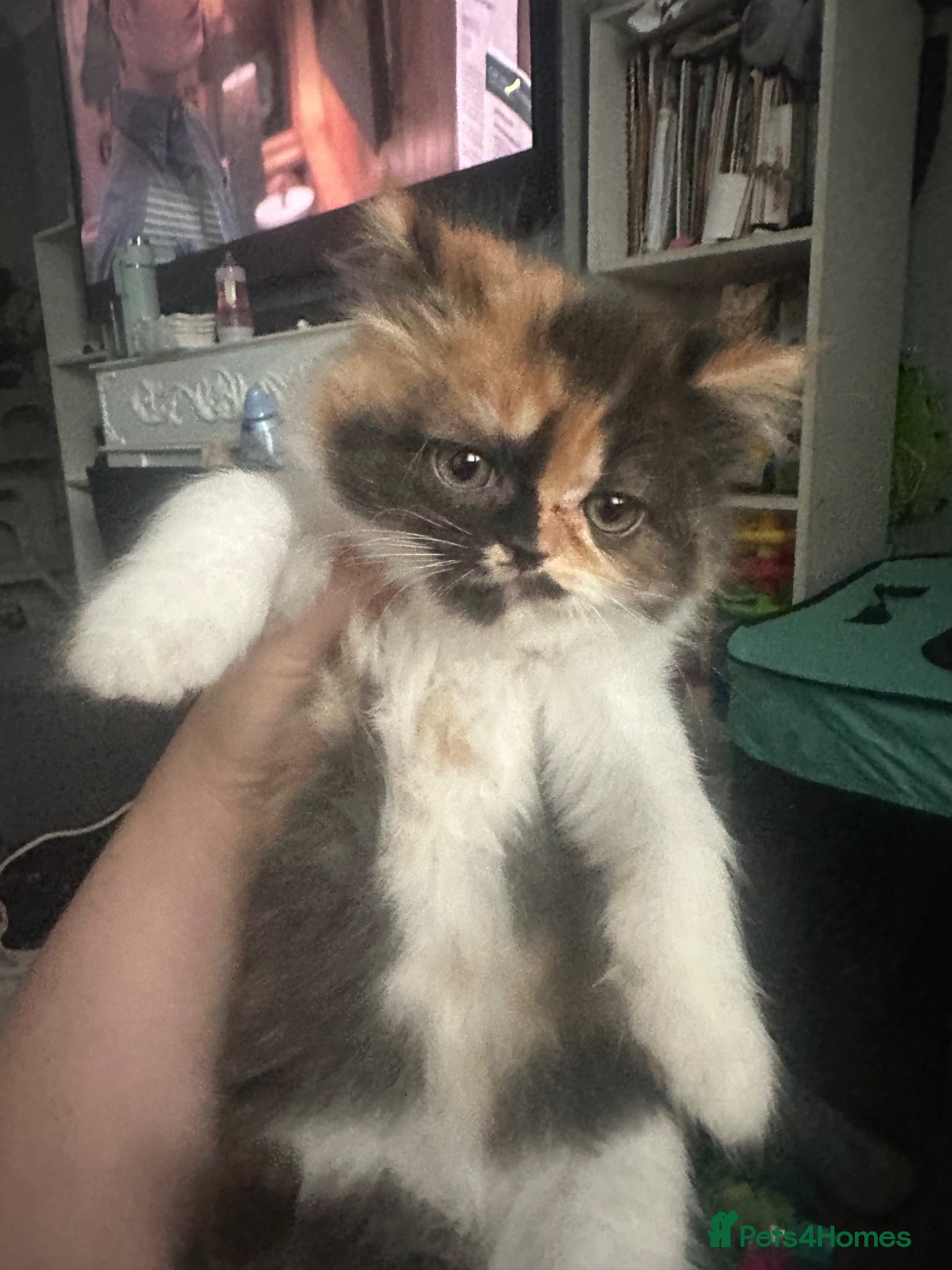 British Shorthair cats British shorthair/ exotic Persian kitten 4mths - Advert 6