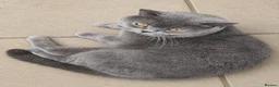 British Shorthair cats for stud: Stud duties only Blue Boy - Advert 3