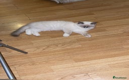 Ragdoll cats for sale: Ragdol - Image 2