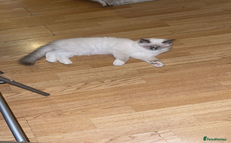 Ragdoll cats - Advert 12