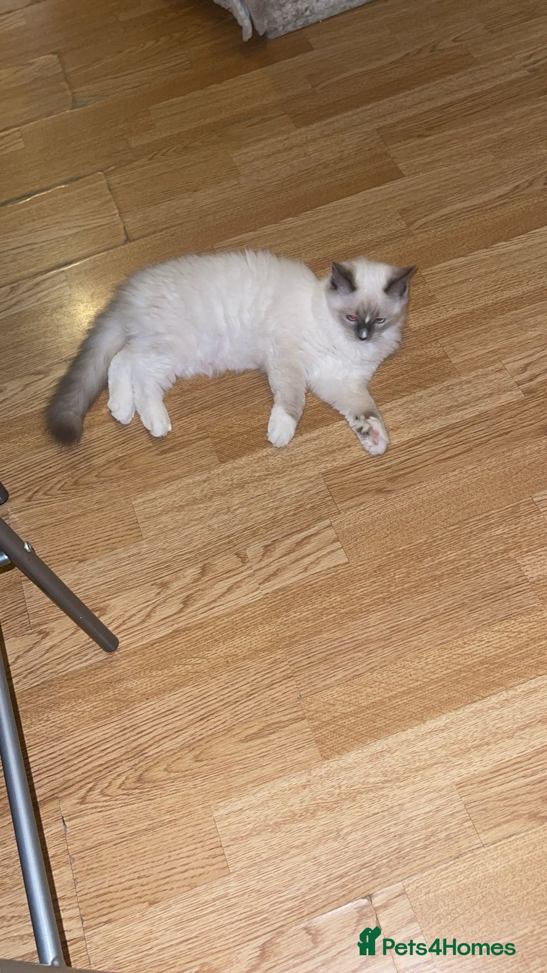 Ragdoll cats for sale: Ragdol - Image 2
