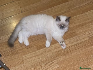 Ragdoll cats - Advert 30