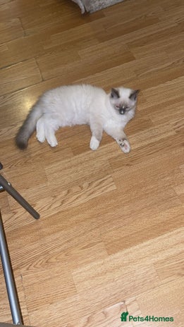 Ragdoll cats - Advert 12