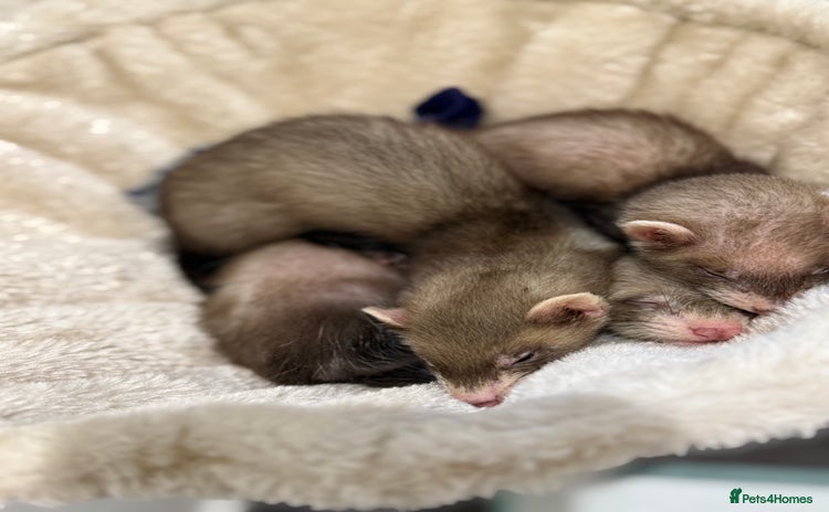 Ferret rodents - Advert 1