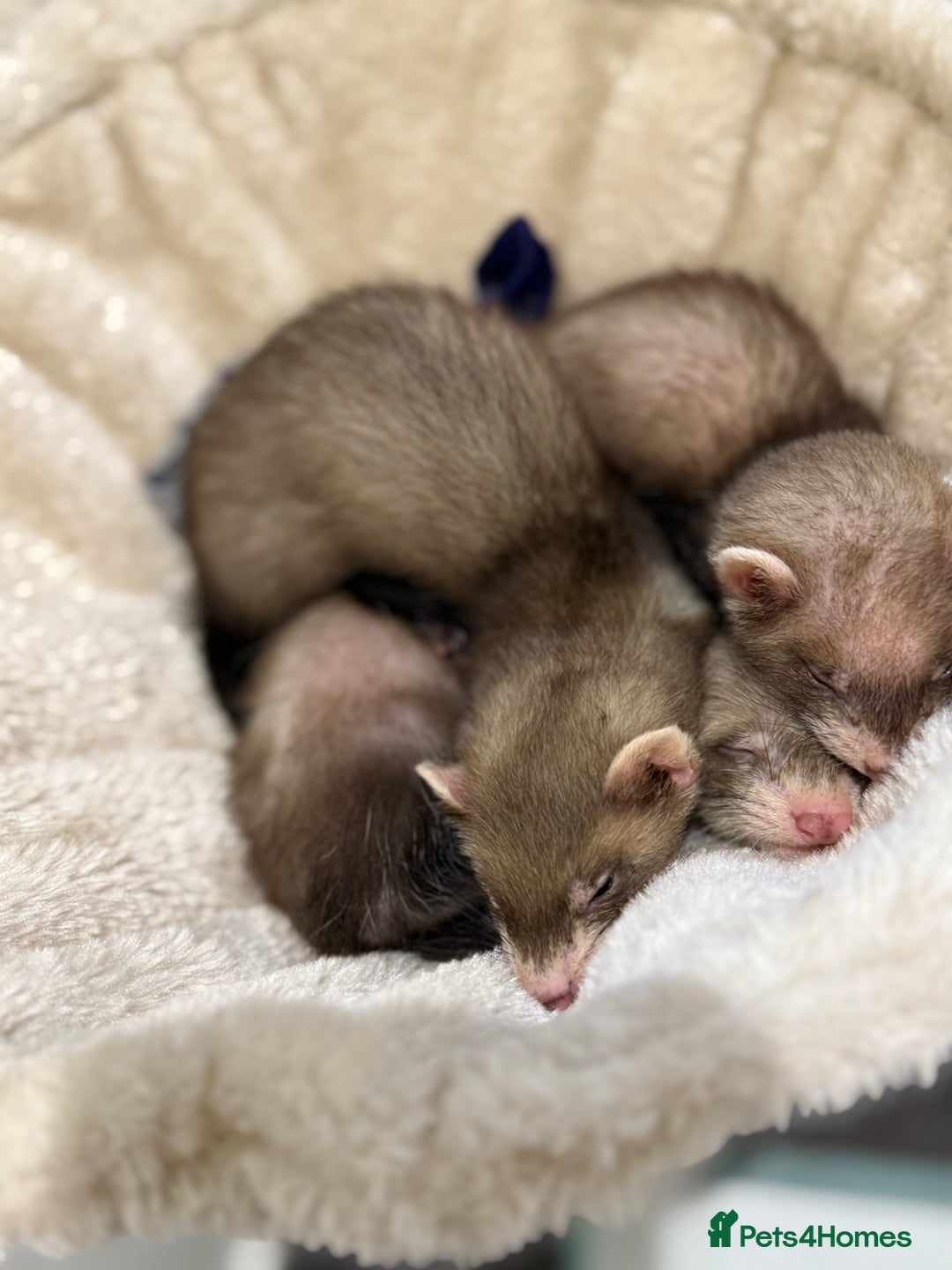Ferret rodents for sale: 3 ferrets for sale  - Image 1