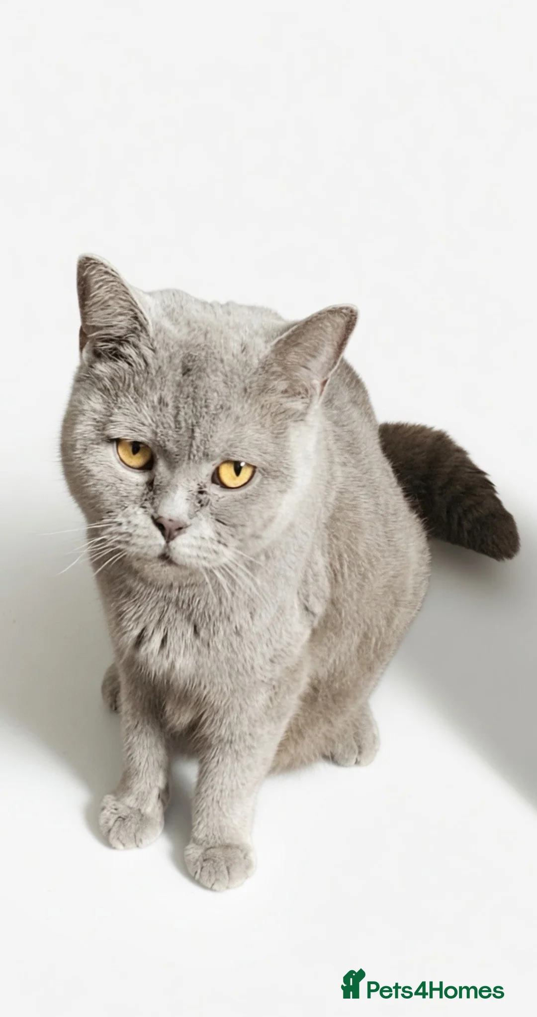British Shorthair cats for sale: British shorthair kittens for sale - Advert 11