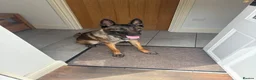 Belgian Shepherd Dog dogs for sale: 1 year old female Belgian malinos  - Advert 3