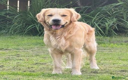 Golden Retriever dogs for stud: Dexx’s looking for a partner - Image 4