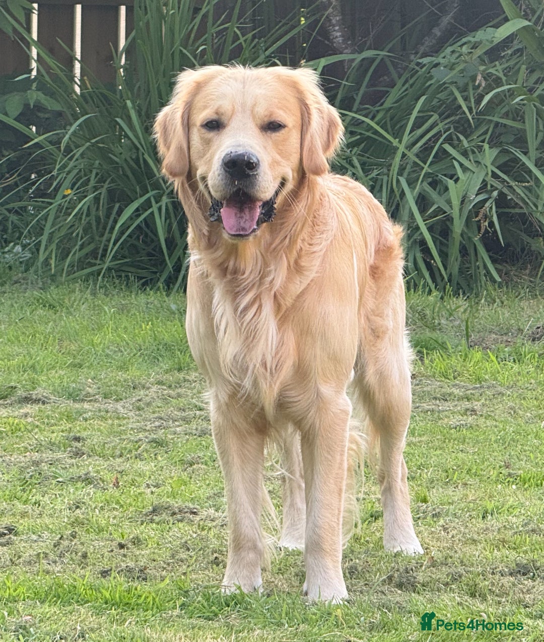 Golden Retriever dogs for stud: Dexx’s looking for a partner - Image 4
