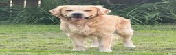 Golden Retriever dogs for stud: Dexx’s looking for a partner - Advert 4