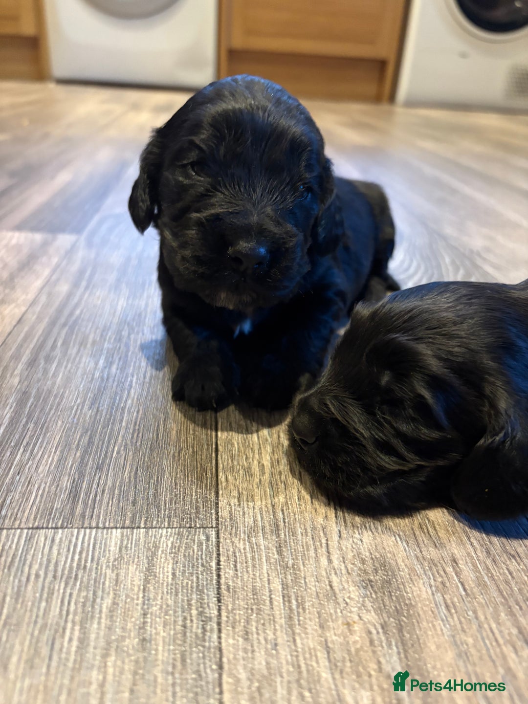 Cocker Spaniel dogs for sale: Beautiful show/working cocker spaniels 🐶🐾 - Advert 5