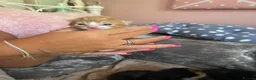 Mixed Breed cats for sale: Beautiful kittens  - Advert 9