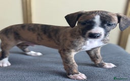 Whippet dogs for sale: Stunning whippet pups - Image 5
