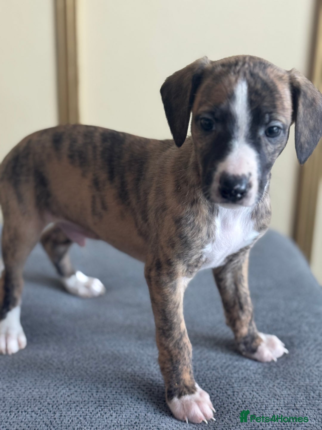 Whippet dogs for sale: Stunning whippet pups - Image 5