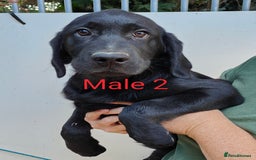Goldador dogs for sale: Lovely Goldendor / Goldador Puppies - Image 6