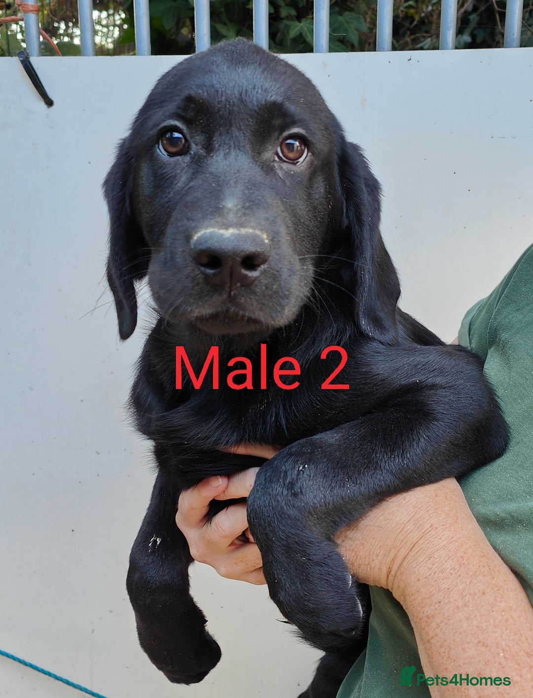 Goldador dogs for sale: Lovely Goldendor / Goldador Puppies - Image 6