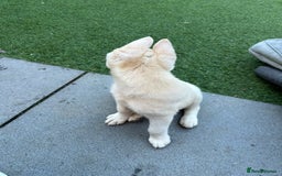 Akita dogs for sale: Beautiful Akita girl puppy for sale  - Image 7