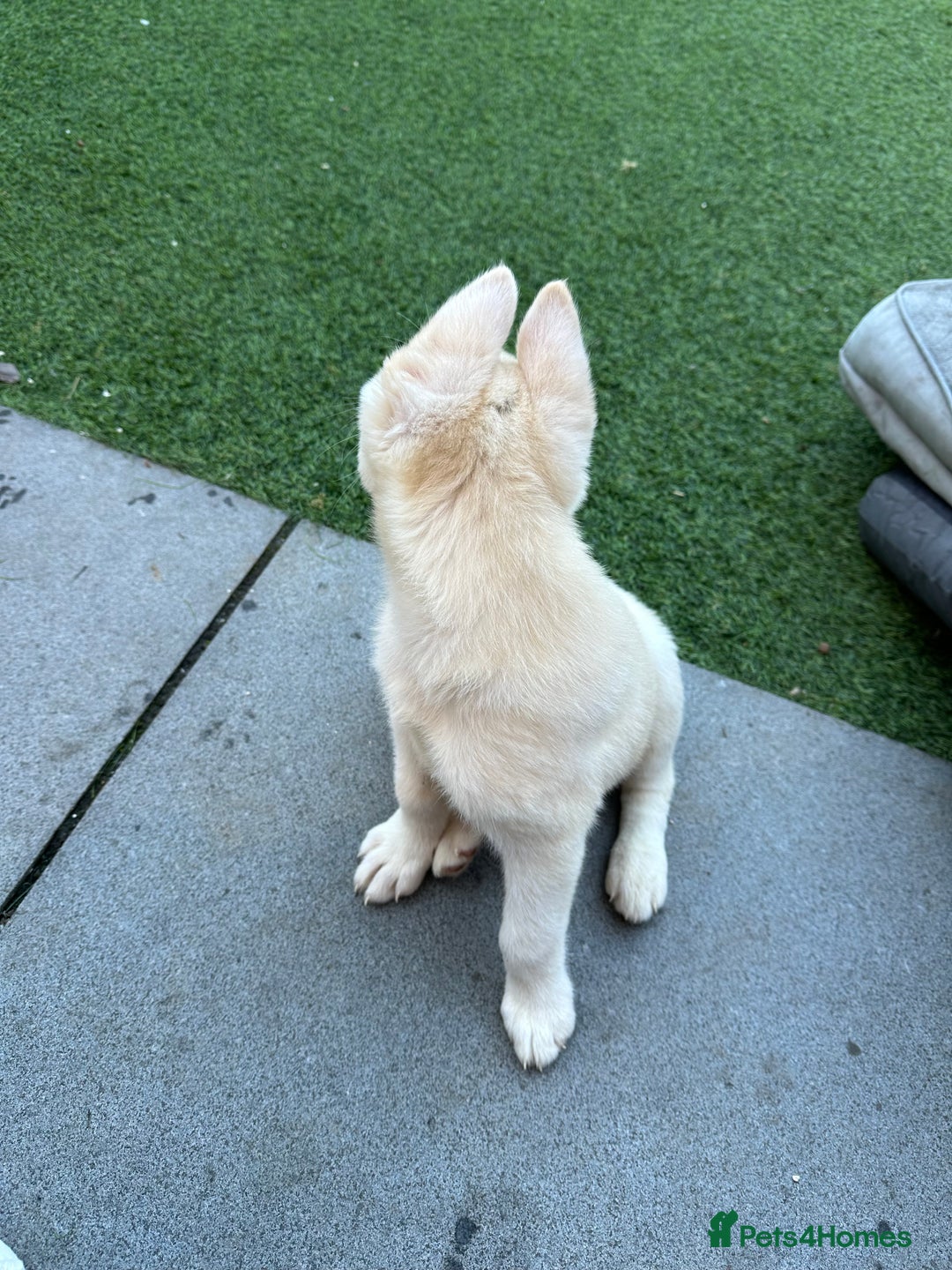 Akita dogs for sale: Beautiful Akita girl puppy for sale  - Image 7