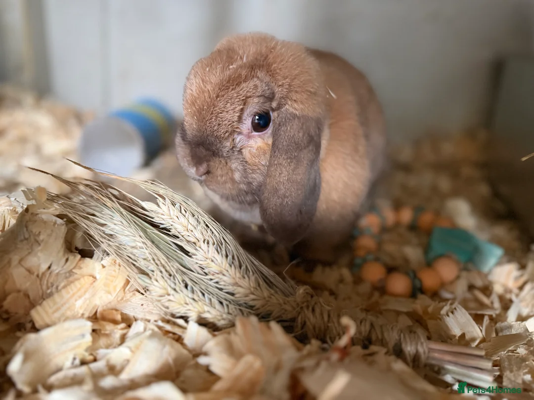 Mini Lop rabbits for sale: Mini lop does  - Advert 14
