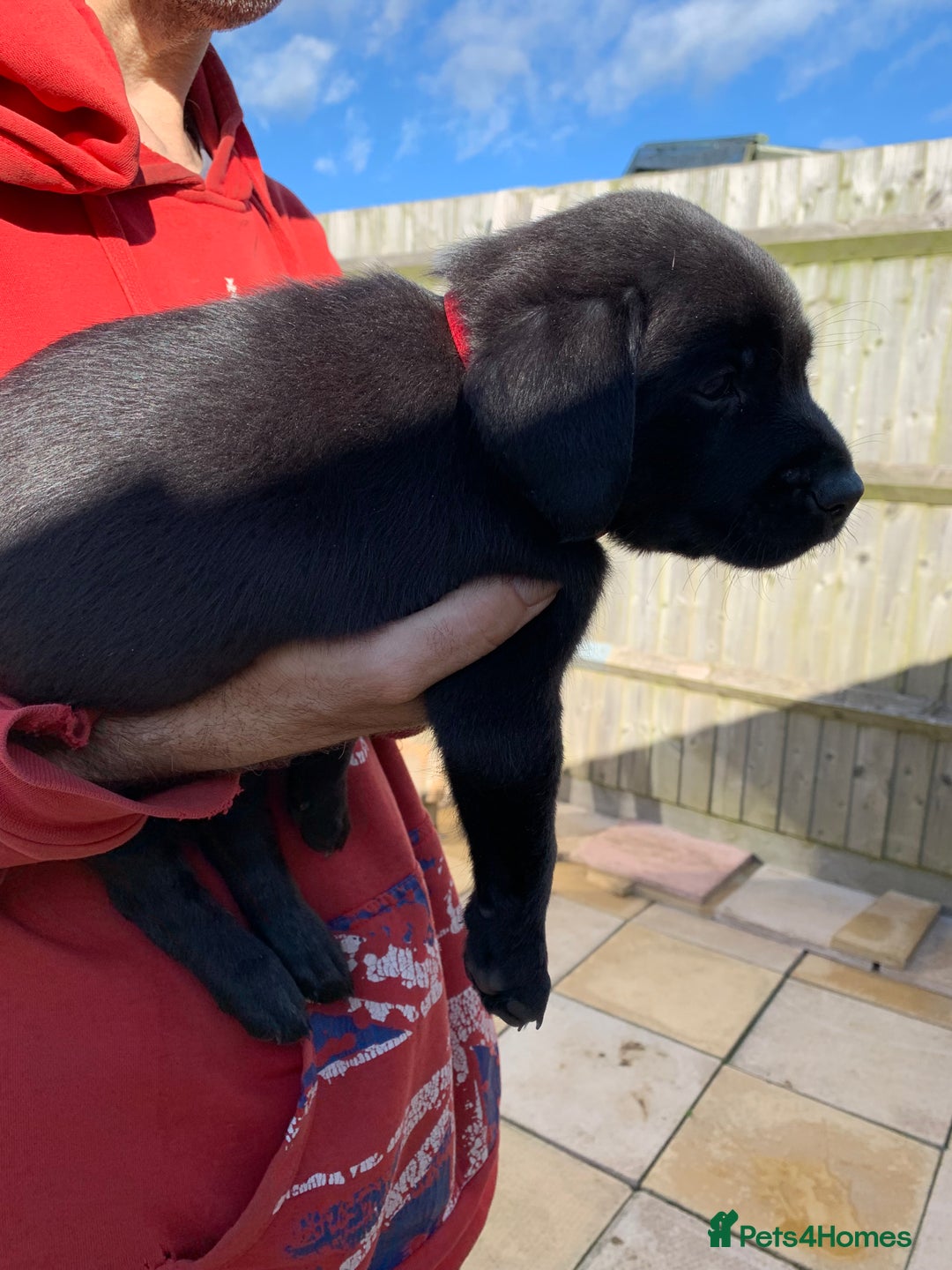 Labrador Retriever dogs for sale: Stunning last pedigree lab pup for sale kc reg  - Image 3
