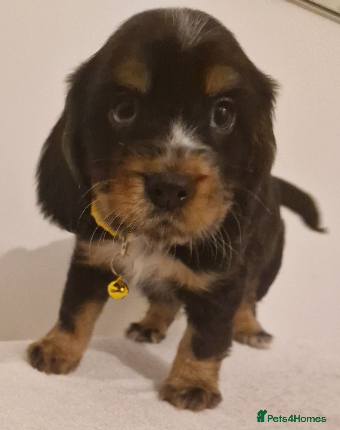 Cocker Spaniel dogs for sale: Cocker spaniel pups for sale  - Image 13