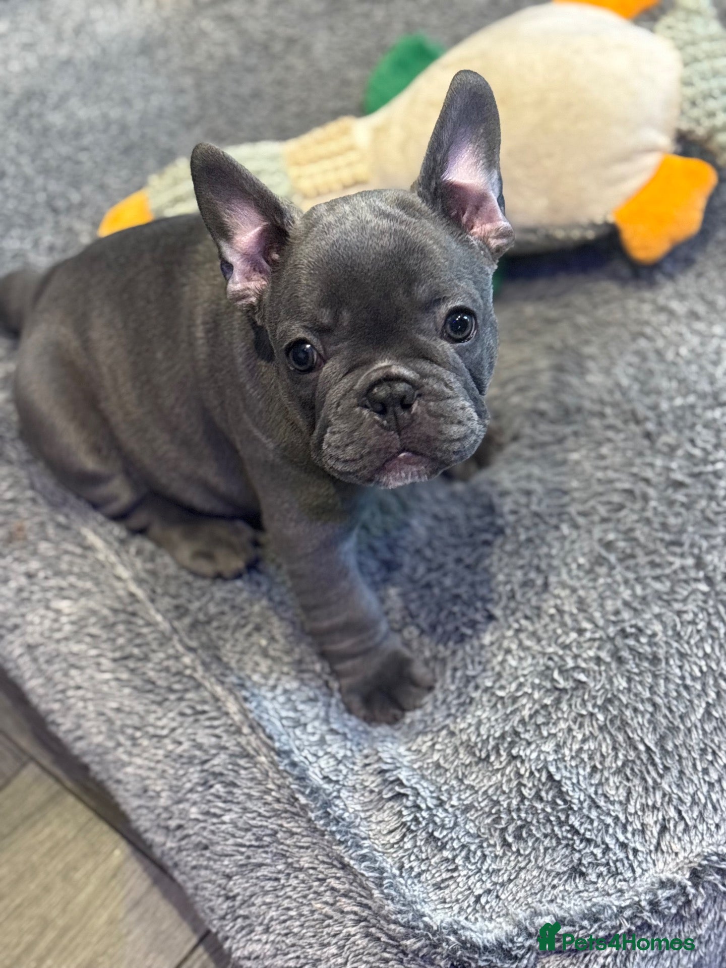 French Bulldog dogs Beautiful French Bulldog Puppies - Advert 21