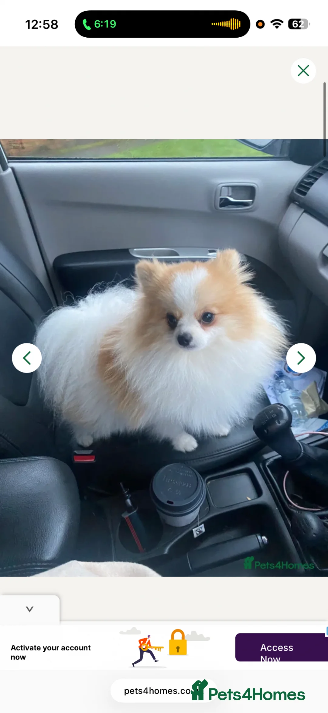 Pomeranian dogs for sale: Pomeranian boys - Advert 2
