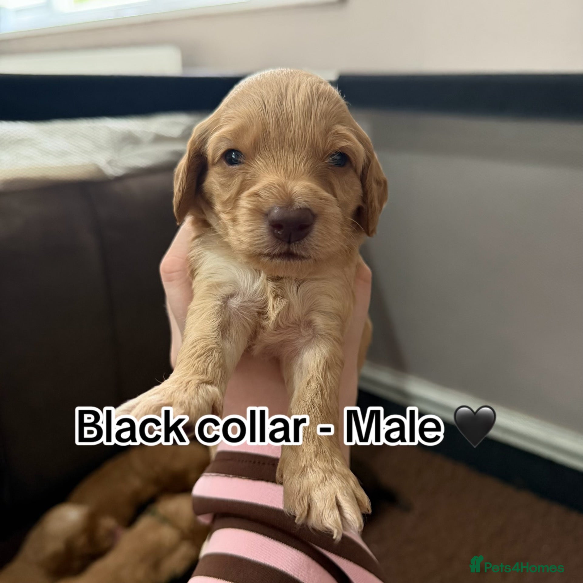 Cockapoo dogs F2 - Cockapoo Puppies – 4 left  - Advert 2